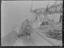 Image of Musk-ox on deck by rail. Man at wheel